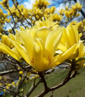 Magnolia x 'Butterfly'
